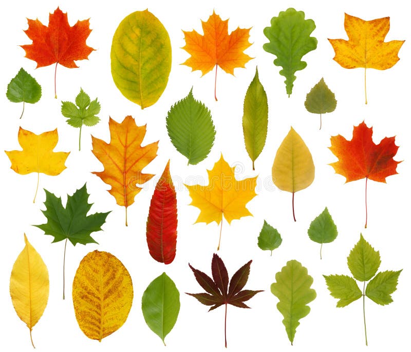 Colorful leaves stock photo. Image of brown, flora, environment - 25117334
