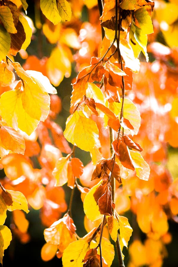 Colorful leaves