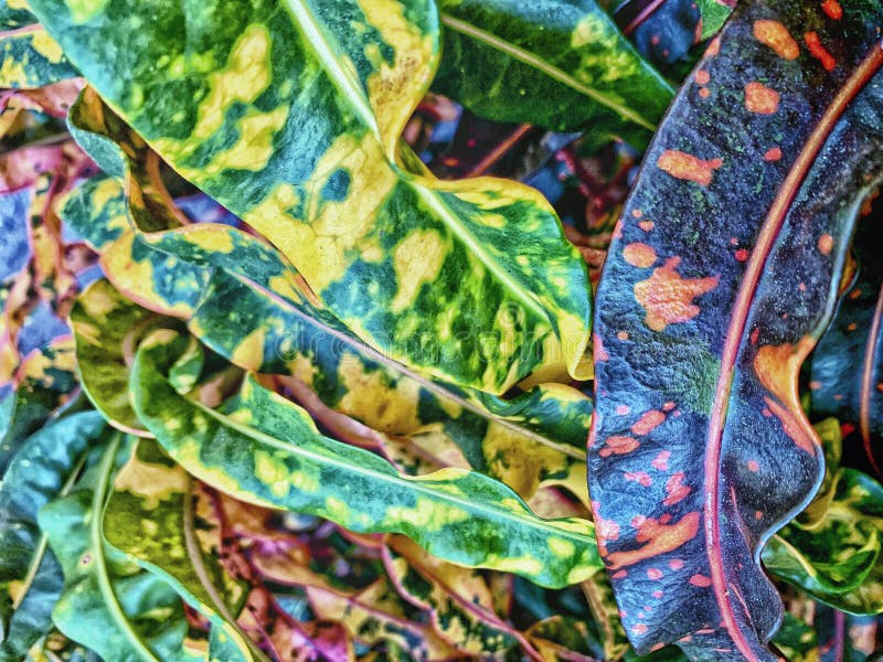 Colorful Leaves Of The Croton Petra Plant Stock Photo