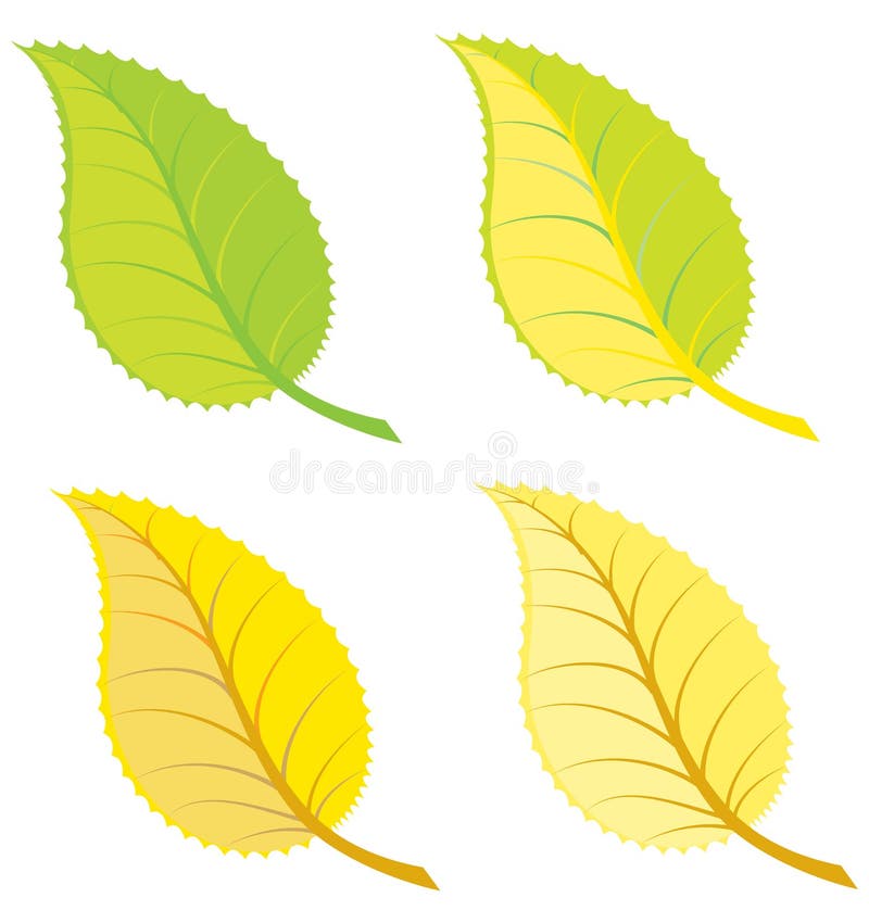 Colorful leaves illustration