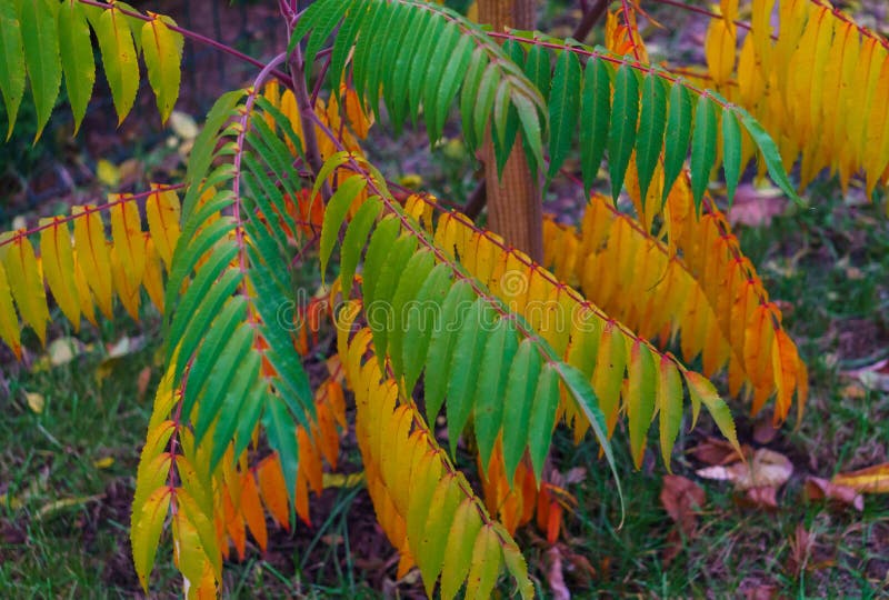 Colorful Colorful Leaves of Vinegar Tree in Late Autumn Stock Photo