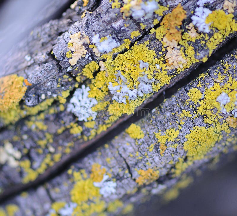 Colorful Lichen