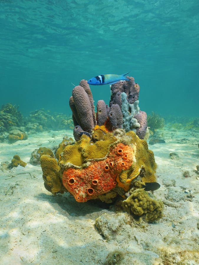 Colorful life underwater on seabed of the Caribbean sea with sponges, coral and a bluehead fish. Colorful life underwater on seabed of the Caribbean sea with sponges, coral and a bluehead fish