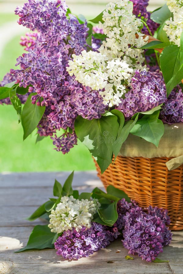 Colorful lilac flowers in basket royalty free stock image Colorful lilac flowers in basket royalty free stock image