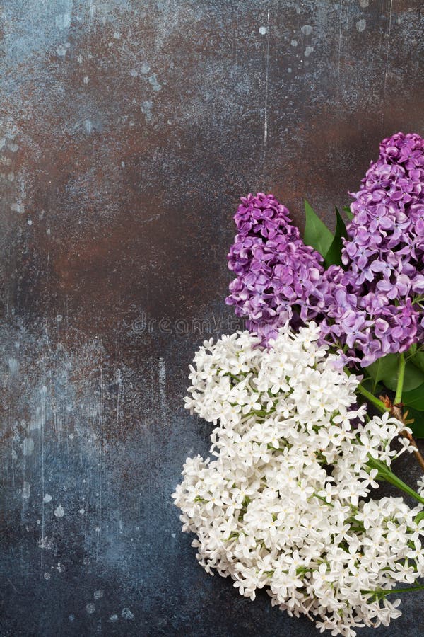 Colorful lilac flowers royalty free stock photography Colorful lilac flowers royalty free stock photography
