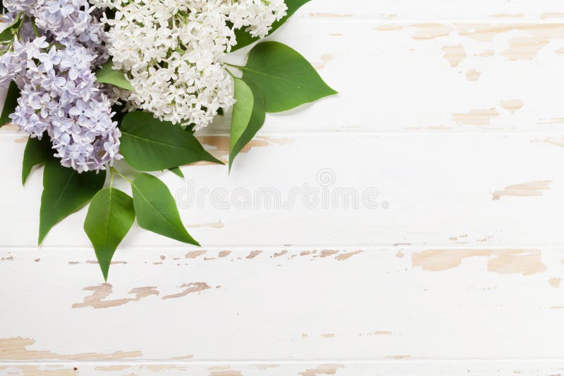 Colorful lilac flowers stock photography Colorful lilac flowers stock photography