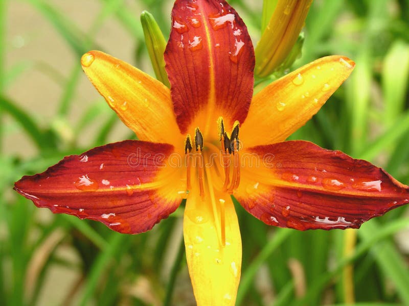 Colorful Lily flower in bloom