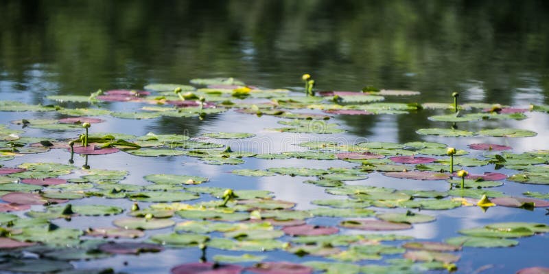 Colorful lily pads floating in a quiet pond