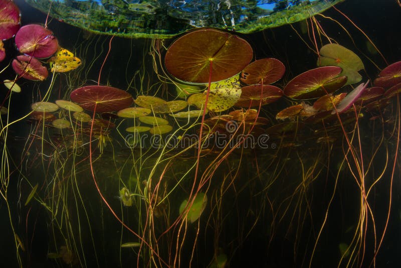 Colorful Lily Pads Underwater in Cape Cod Lake