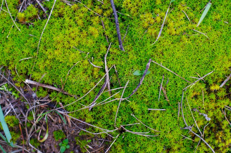 Colorful Lime Green Moss with Some Tiny Sticks and a Bit of Grass