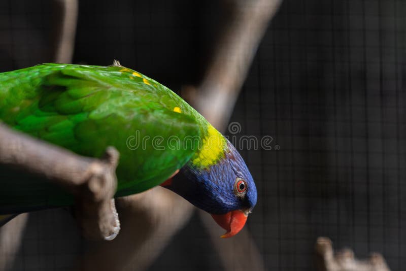Colorful Loriini Bird Perched on the Tree Branch Stock Photo Image of