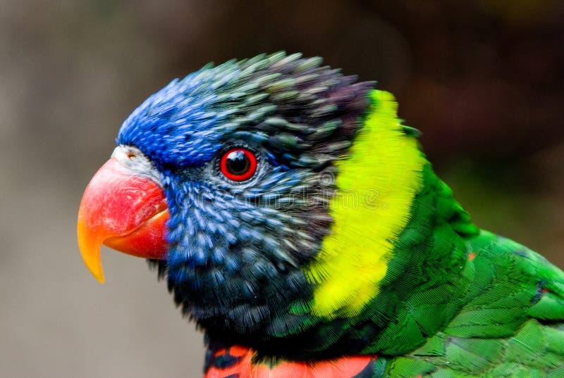 Colorful Lorikeet bird