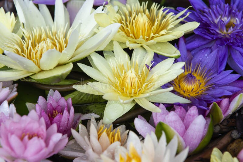 Colorful Lotus Flowers Blooming Stock Image Image of bloom, leaf