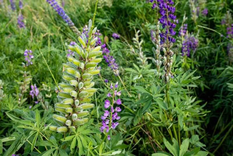 Colorful lupine flowers growing in the meadow.View of blue blooming lupine flowers