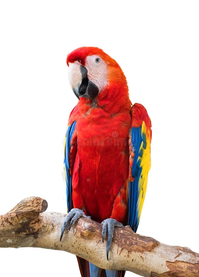 Colorful macaw birds, Parrot on white background of file with Clipping Path