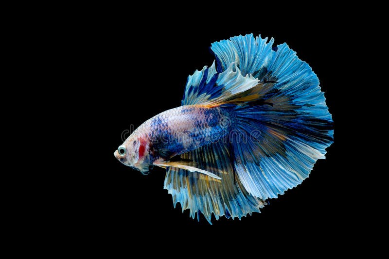 Colorful with main color of blue betta fish, Siamese fighting fish was isolated on black background. Fish also action of turn head stock image Colorful with main color of blue betta fish, Siamese fighting fish was isolated on black background. Fish also action of turn head stock image
