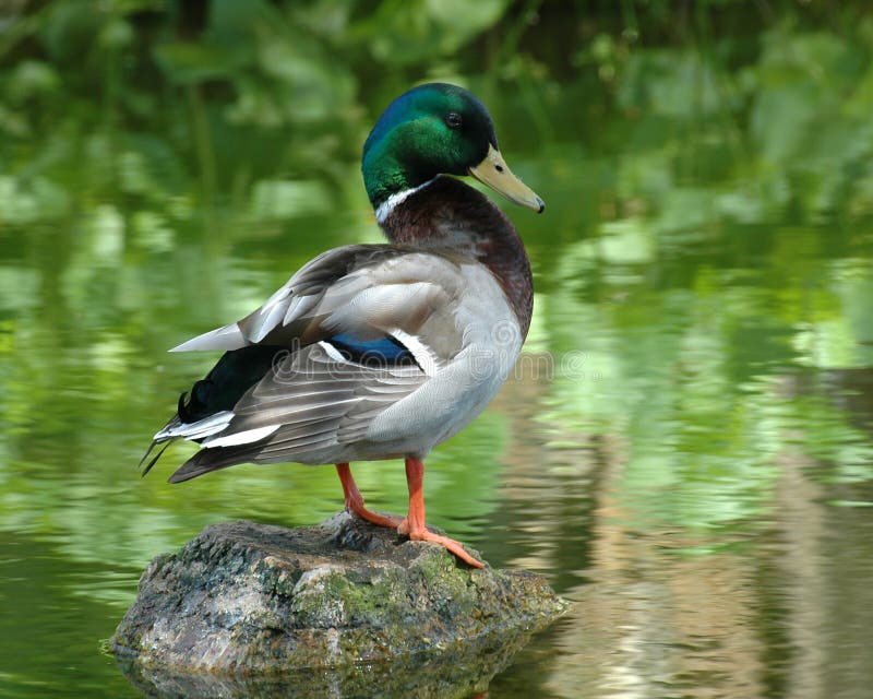 Colorful Mallard Duck