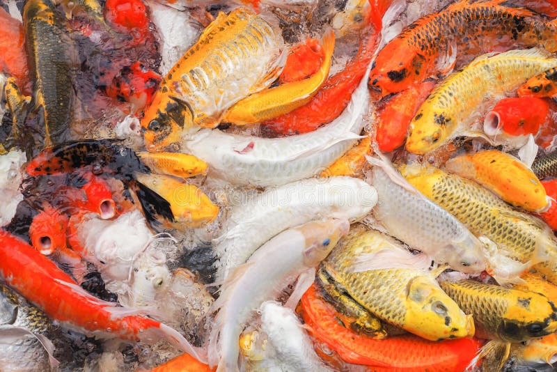 Colorful of many koi fish are waiting to eat in the pond for background royalty free stock photo Colorful of many koi fish are waiting to eat in the pond for background royalty free stock photo