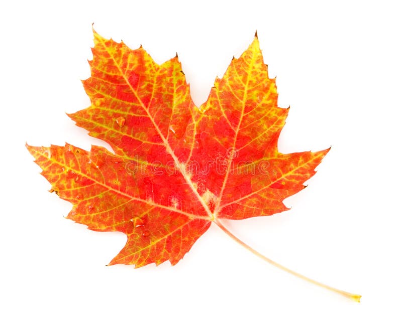 Colorful Maple Leaf