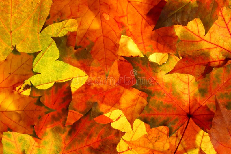 Colorful Maple leaves autumn background