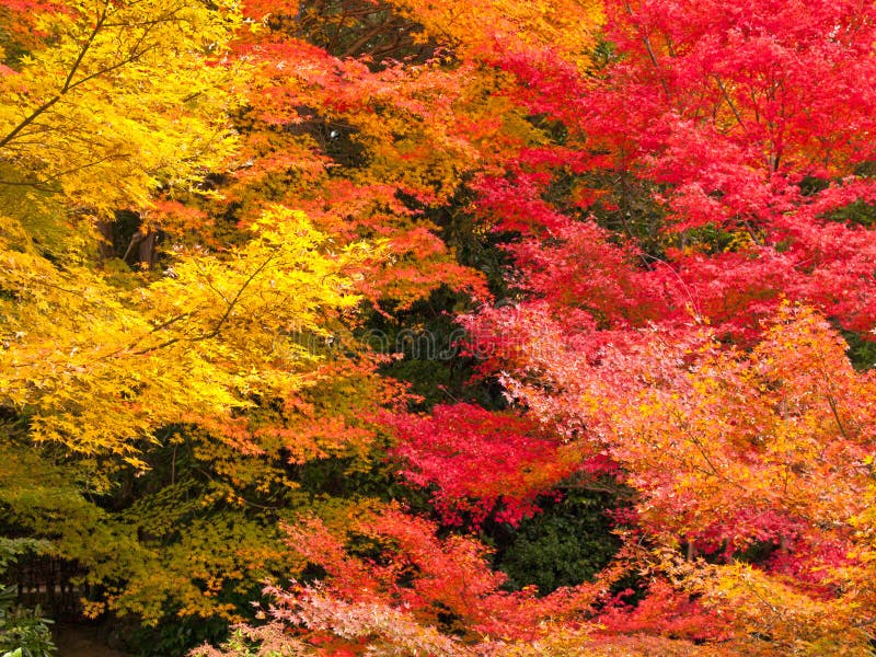 Colorful Maple leaves in autumn