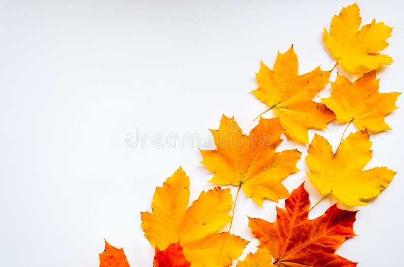 Colorful maple leaves on a white background. Autumn abstract background. Hello October concept. Copy space royalty free stock photos Colorful maple leaves on a white background. Autumn abstract background. Hello October concept. Copy space royalty free stock photos