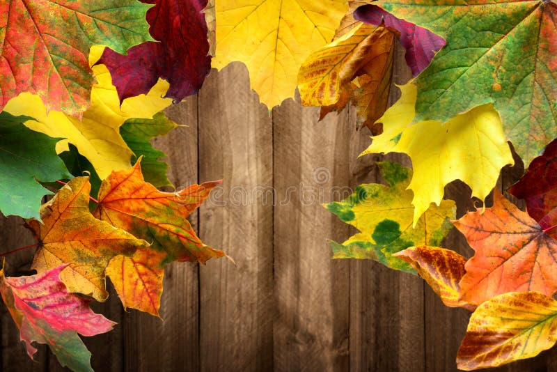 Colorful maple leaves and wood background