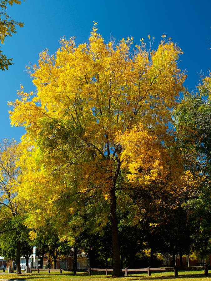 Colorful maple tree