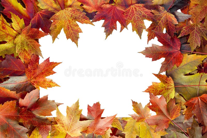 A real maple leaf with bright yellow color laying in the center