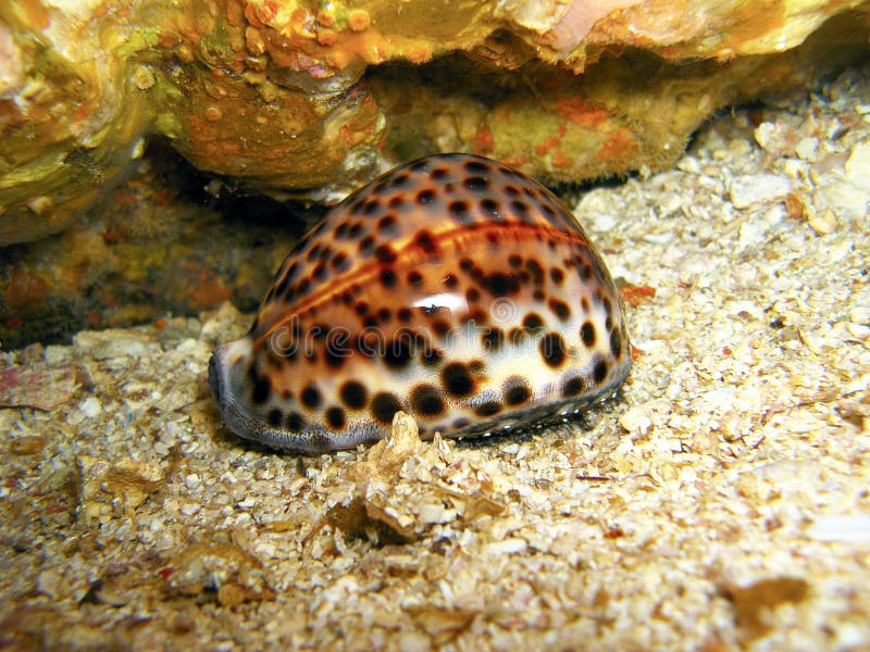 Colorful marine organism stock image. Image of creature - 7710347
