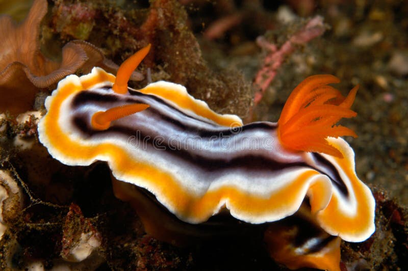 Colorful marine snail stock photo. Image of aquatic, snorkeling - 3396030