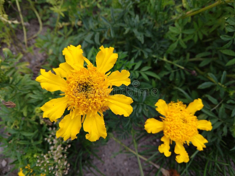 Colorful meadow flowers in grass in nature or in the garden.