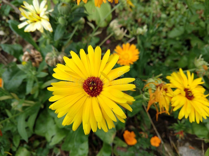 Colorful meadow flowers in grass in nature or in the garden.