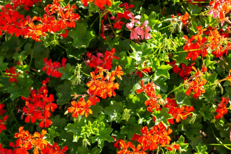 Colorful meadow flowers in grass in nature or in the garden.