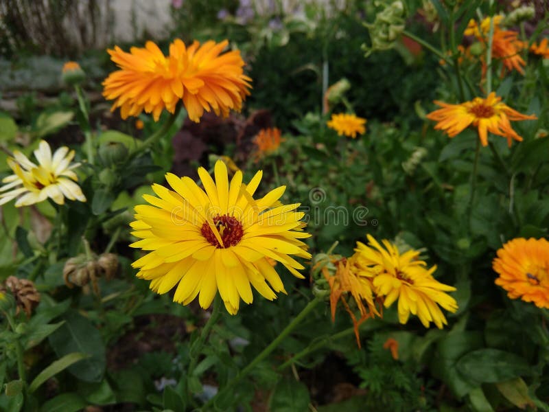 Colorful meadow flowers in grass in nature or in the garden.