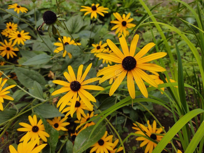 Colorful meadow flowers in grass in nature or in the garden.