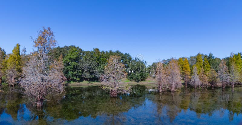 metasequoia background image metasequoia background image