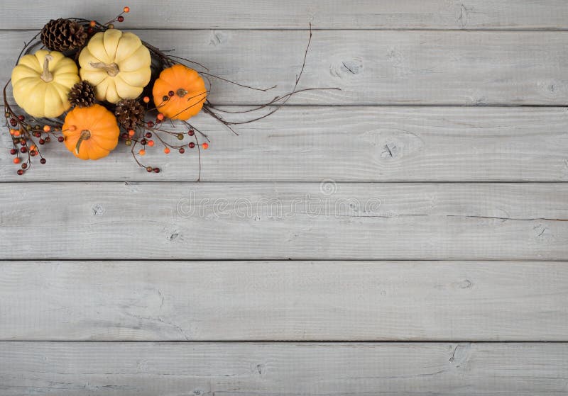 Two White and Two Orange mini pumpkins with twigs and berries and pine cones in upper left on gray wood board background. Two White and Two Orange mini pumpkins with twigs and berries and pine cones in upper left on gray wood board background