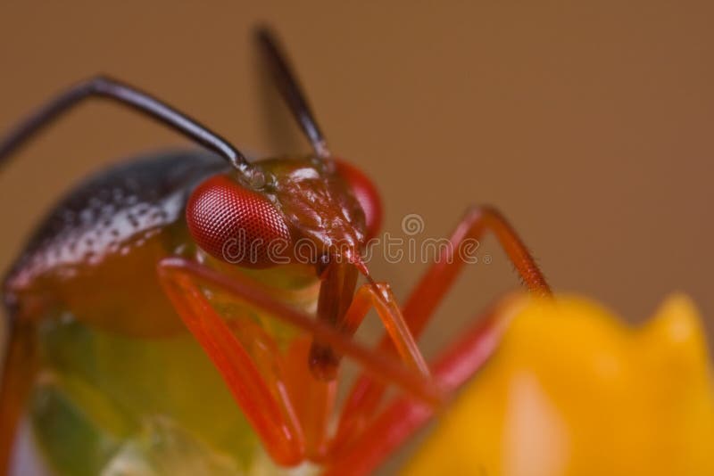 A colorful mirid bug/plant bug on orange wildflowe
