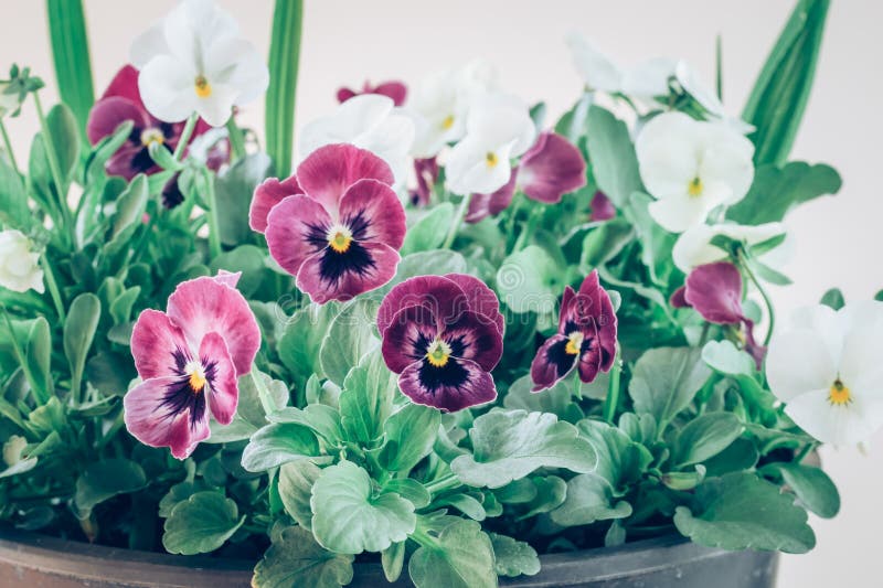 Colorful Mix of Viola Flowers Isolated, Copy Space Stock Photo Image