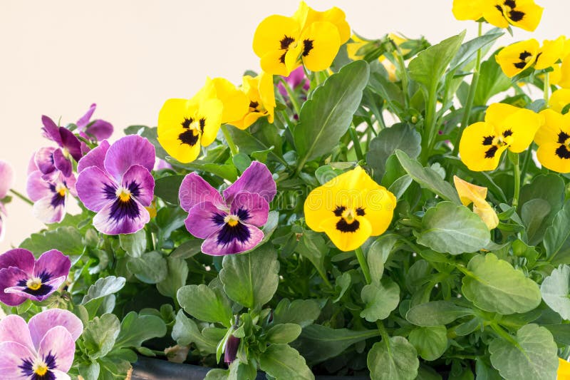 Colorful Mix of Viola Flowers Isolated, Copy Space Stock Photo Image
