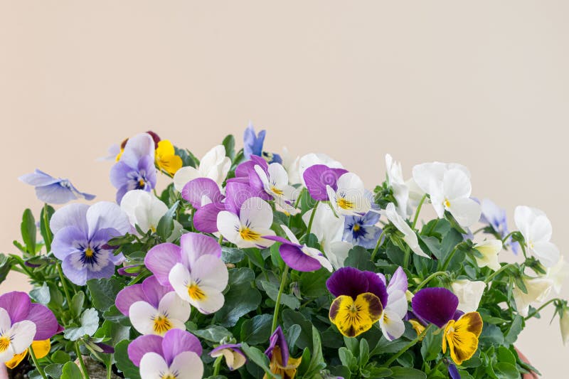 Colorful Mix of Viola Flowers Isolated, Copy Space Stock Image Image