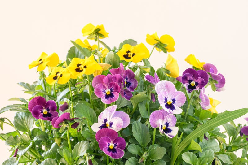 Colorful Mix of Viola Flowers Isolated, Copy Space Stock Photo Image