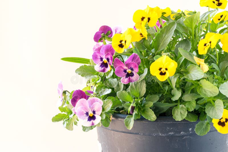 Colorful Mix of Viola Flowers Isolated, Copy Space Stock Photo Image