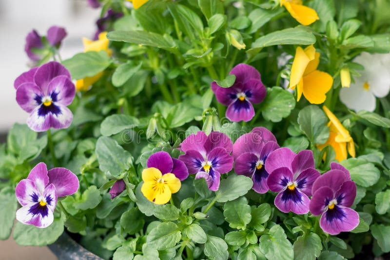 Colorful Mix of Viola Flowers Isolated, Copy Space Stock Photo Image