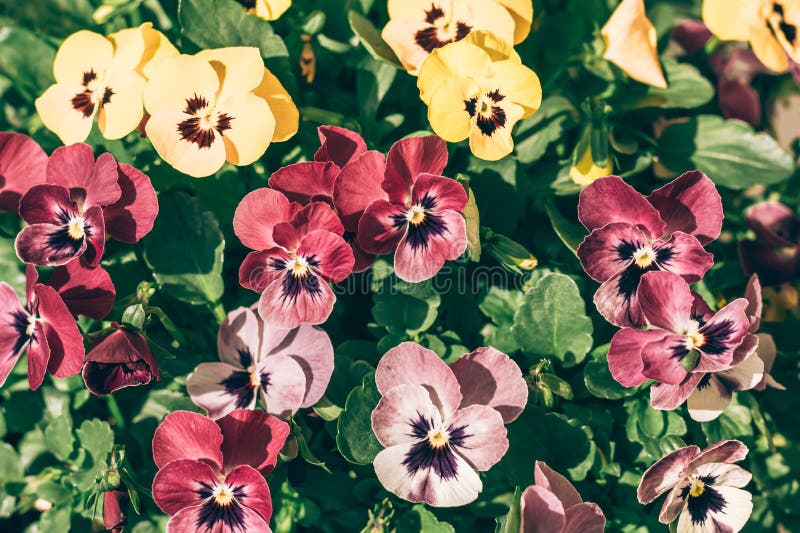 Colorful Mix of Viola Flowers Isolated, Copy Space Stock Image Image