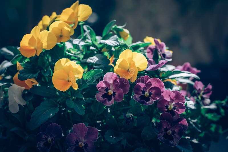 Colorful Mix of Viola Flowers Isolated, Copy Space Stock Image Image