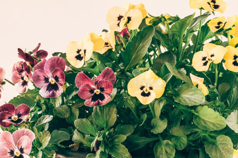 Colorful Mix of Viola Flowers Isolated, Copy Space Stock Image Image