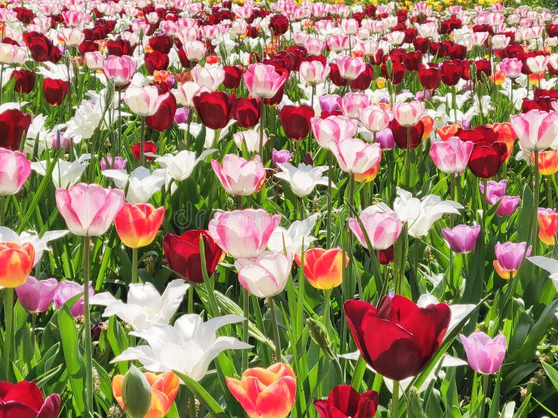 Colorful mix of yellow, pink, white  and red tulips flower bed,  spring park garden