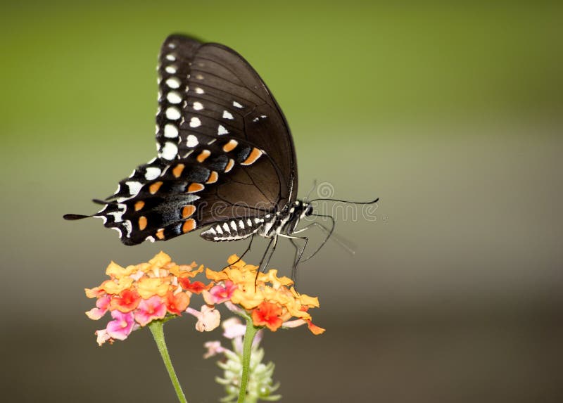 Colorful Monarch royalty free stock image Colorful Monarch royalty free stock image